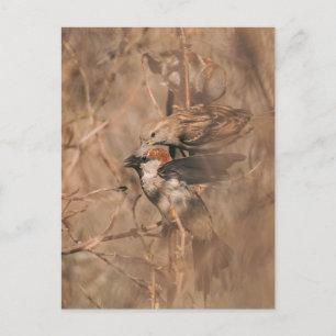 Braune Spatzenvögel in einer Busch-Wildfotografie Postkarte