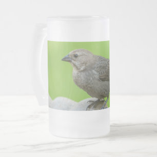 Braune überzogene Cowbird Mattiert Glass Beer Tass Mattglas Bierglas