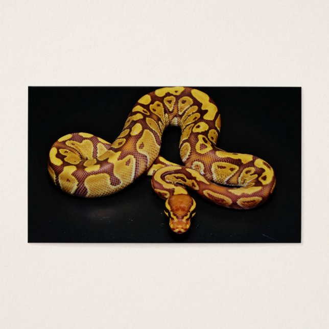 Braune und goldene Ball Python (Vorderseite)