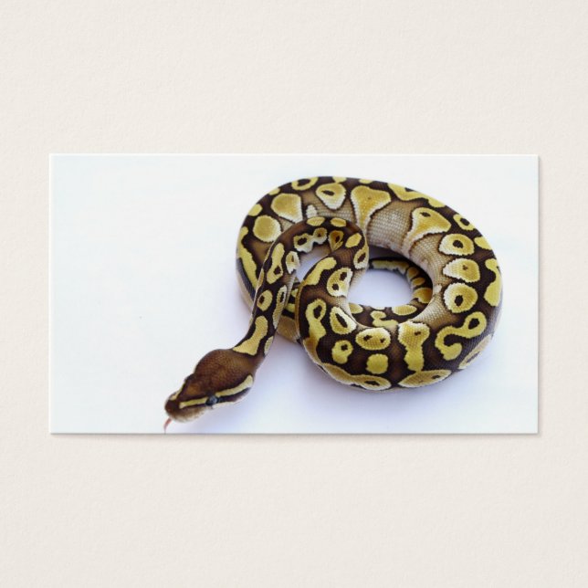 Braune und goldene Ball Python 2 (Vorderseite)