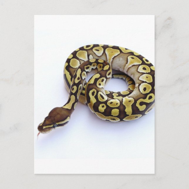 Braune und goldene Ball Python 2 Postkarte (Vorderseite)