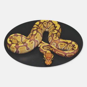 Braune und goldene Ball Python Ovaler Aufkleber