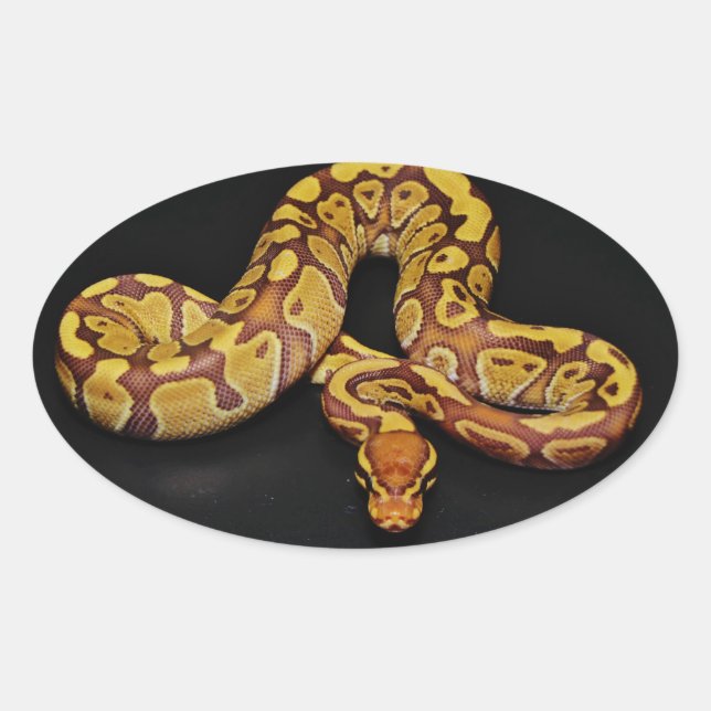 Braune und goldene Ball Python Ovaler Aufkleber (Vorderseite)