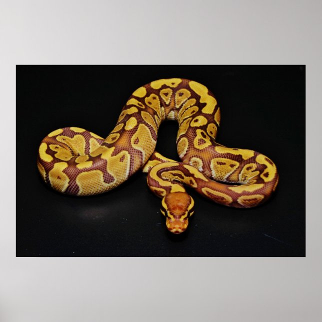 Braune und goldene Ball Python Poster (Vorne)
