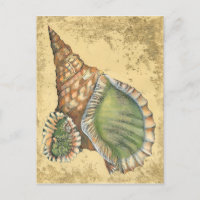 Braune und grüne Seashell