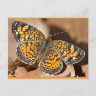 Braune und orange Mottenbekleidung und Geschenke Postkarte