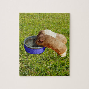 Braune und weiße Guinea Schweine, Puzzle