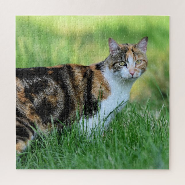 Braune und weiße Katze (Vertikal)