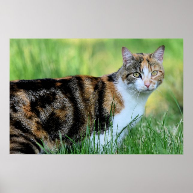 Braune und weiße Katze Poster (Vorne)