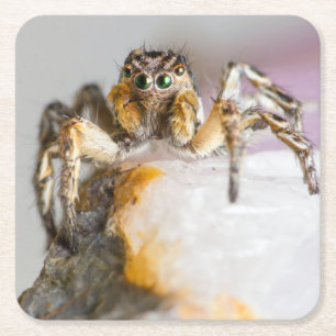 Braune und weiße Springspinne auf weißem Felsen Rechteckiger Pappuntersetzer