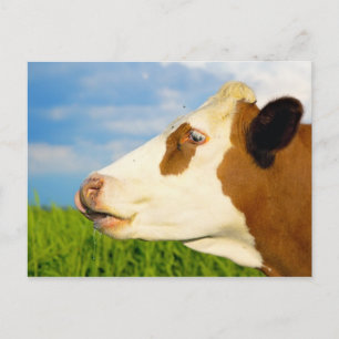 Braune weiße Kuh, die gerade nach vorne schaut. Postkarte