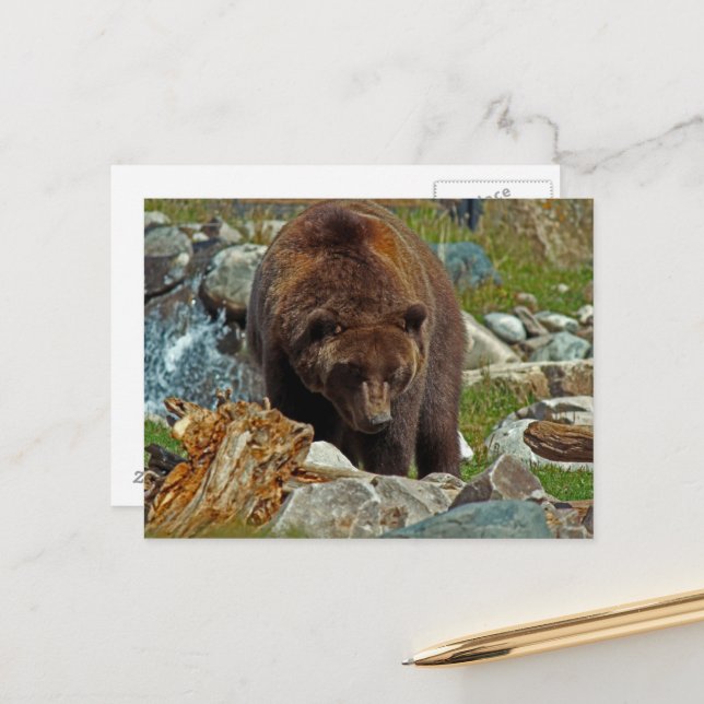 Brauner Bär bei der Yellowstone Postkarte (Vorderseite/Rückseite Beispiel)