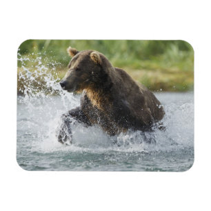 Brauner Bär, der Lachs im Fluss jagt Magnet