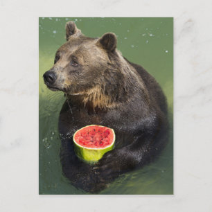 Brauner Bär mit Wassermelone Postkarte