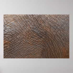 Brauner Elefant in nah-up-Fotografie Poster