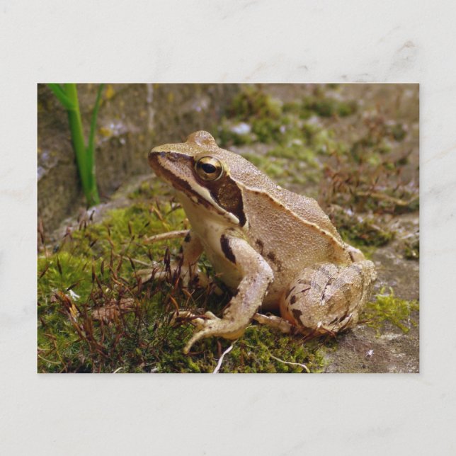 Brauner Frosch nah Postkarte (Vorderseite)