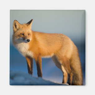 Brauner Fuchs Magnet