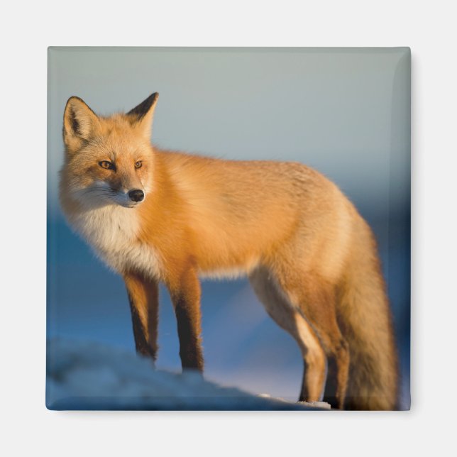 Brauner Fuchs Magnet (Vorne)
