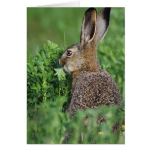Brauner Hase, Lepus europaeus, Jungtier beim Fress
