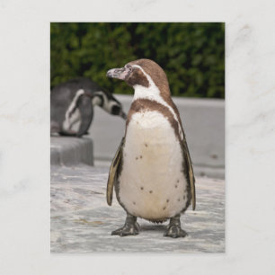 Brauner Magellanpinguin Postkarte