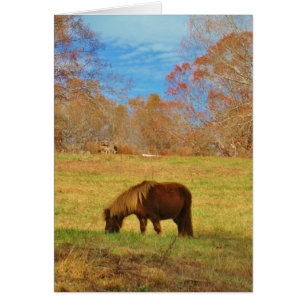 Brauner Miniaturpony