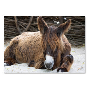Brauner Poitou-Esel Tischnummer