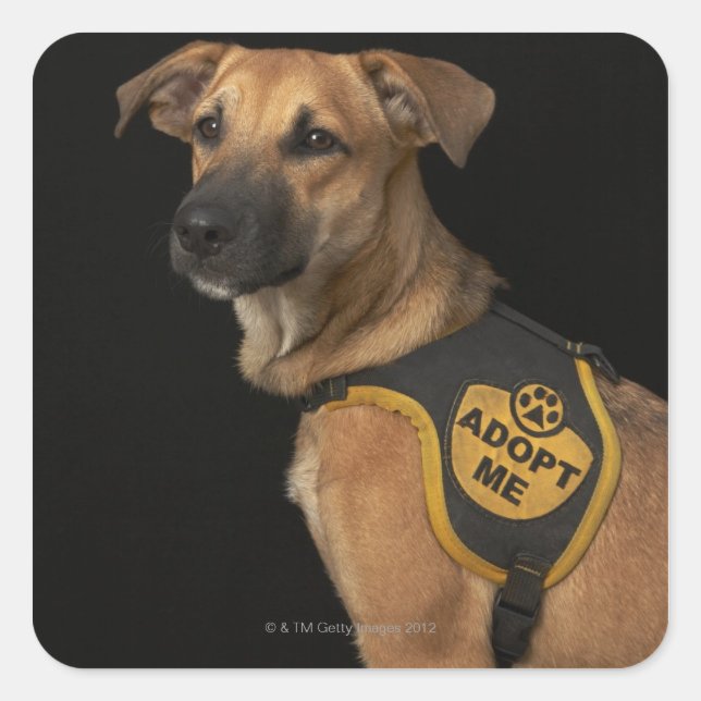 Brauner Rettungshund mit adoptiert Weste Quadratischer Aufkleber (Vorderseite)