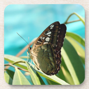 Brauner Schmetterling geschlossene Flügel Getränkeuntersetzer