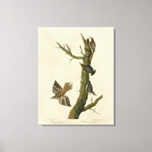 Brauner Strampler, Pygmäen-Nuthatch von Audubons V Leinwanddruck