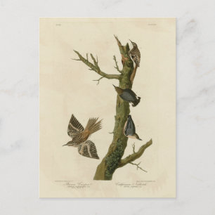 Brauner Strampler, Pygmäen-Nuthatch von Audubons V Postkarte