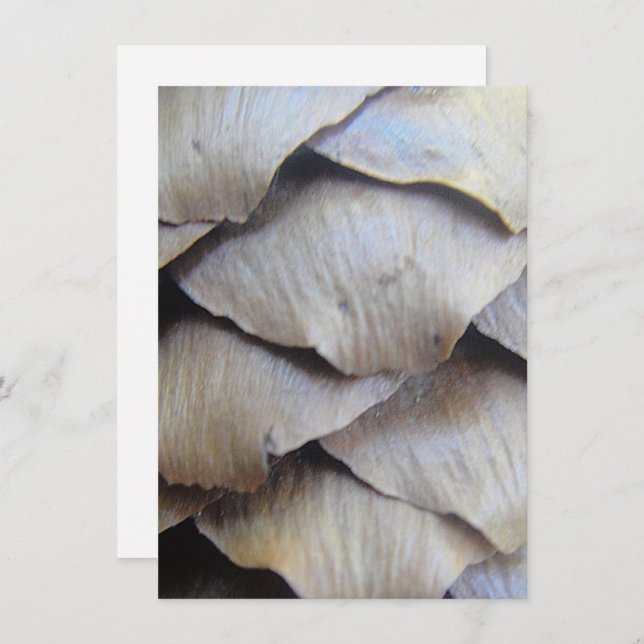 Brauner Tannenkegel (Vorne/Hinten)