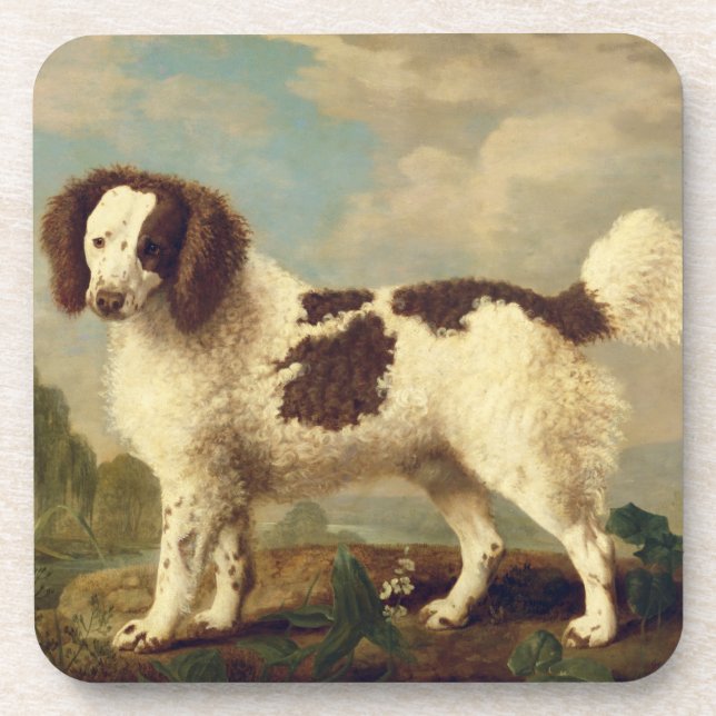 Brauner und weißer Norfolk oder Wasser Spaniel, 17 Getränkeuntersetzer (Vorderseite)