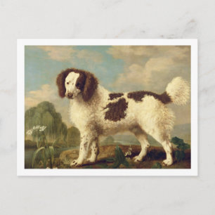 Brauner und weißer Norfolk oder Wasser Spaniel, 17 Postkarte