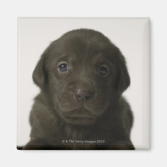 Brauner Welpe, Portrait, nah-up Magnet (Vorne)