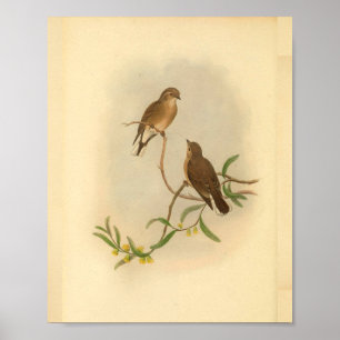 Brauner Western Microeca Vogel Vintage-Druck Poster