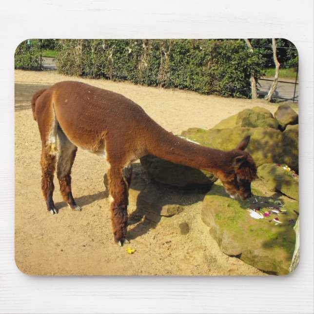 Braunes Alpaca-Tier Mousepad (Vorne)