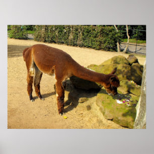 Braunes Alpaca-Tier Poster