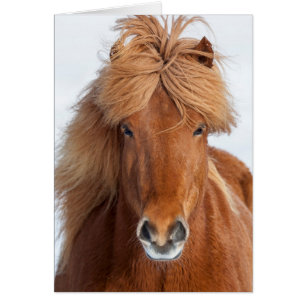 Braunes Isländisches Pferd Portrait