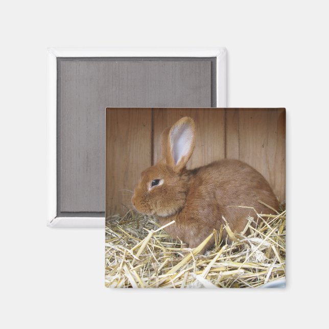 Braunes Kaninchen in Hay Magnet (Vorderseite/Rückseite)