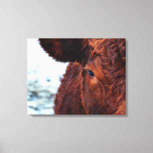 Braunes Kuhportrait Leinwanddruck