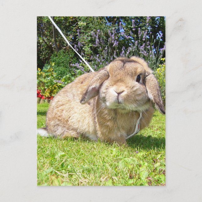Braunes Ohrkaninchen mit Lavendel Postkarte (Vorderseite)