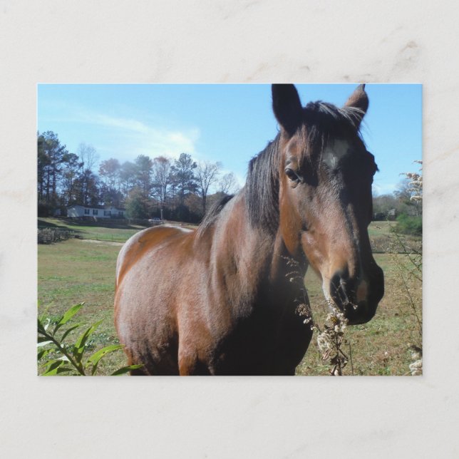 Braunes Pferd gegen blauen Himmel Postkarte (Vorderseite)