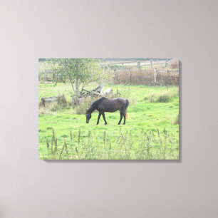 Braunes Pferd grast auf dem Feld Foto-Wandkunst Leinwanddruck