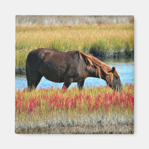 Braunes Pferd grast auf einer Wasseraue Magnet