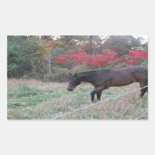 Braunes Pferd im roten Herbst Rechteckiger Aufkleber