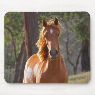 Braunes Pferd im Sonnenlicht Mousepad