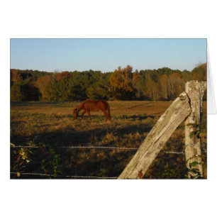 Braunes Pferd in der Sonne