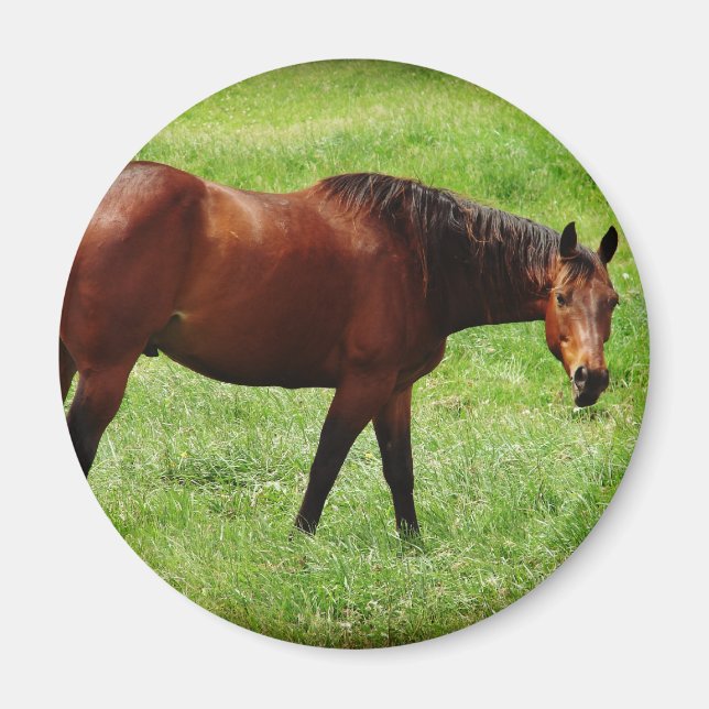 Braunes Pferd Magnet (Vorne)