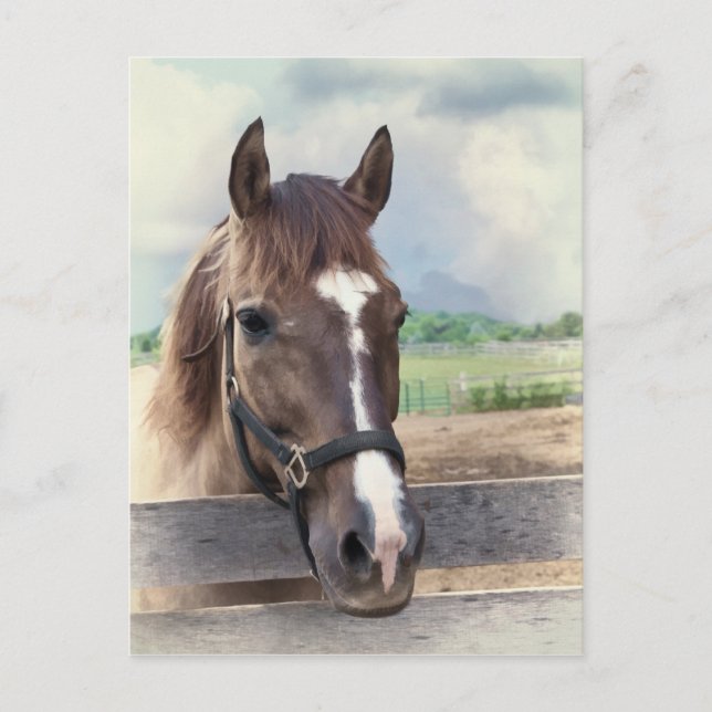 Braunes Pferd mit Bridle Postkarte (Vorderseite)