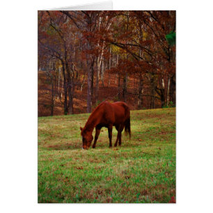 Braunes Pferd mit weißer Nase an der Holzkante